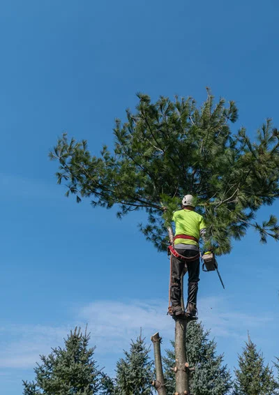 Tree-Removal-Fox-Tree-and-Landscaping